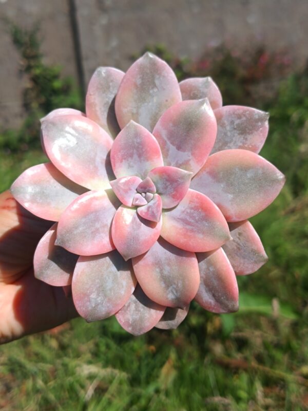 Graptopelatum Superbum variegata