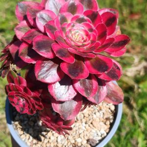 Aeonium Pink Chanel