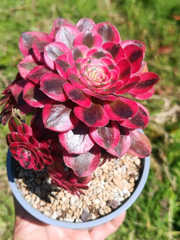 Aeonium Pink Chanel