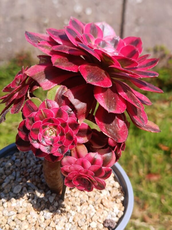 Aeonium Pink Chanel – Image 2