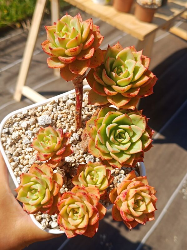 Echeveria Bella Donna cluster – Image 3