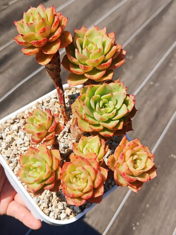 Echeveria Bella Donna cluster – Image 2