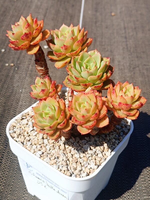 Echeveria Bella Donna cluster