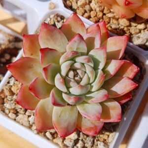 Echeveria Vistula