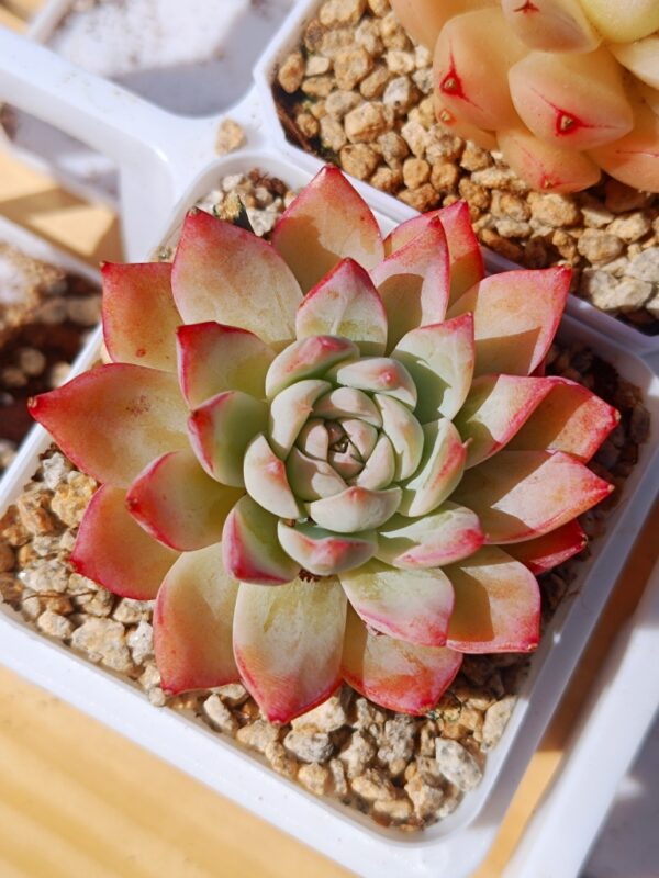 Echeveria Vistula