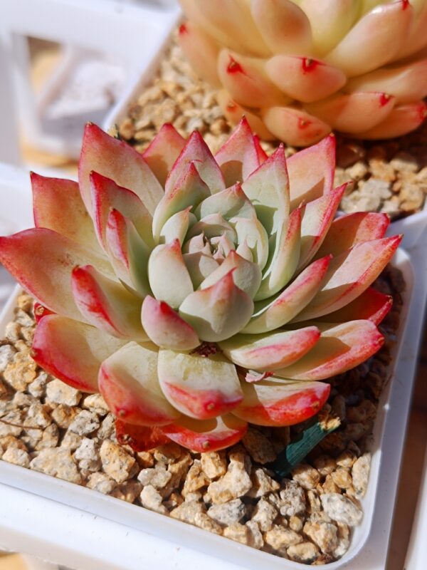 Echeveria Vistula – Image 2
