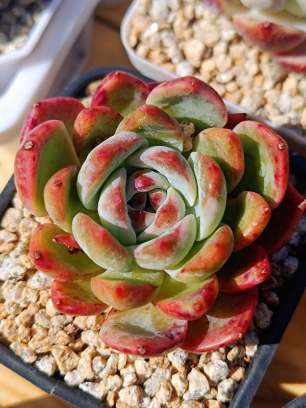 Echeveria City Shattan
