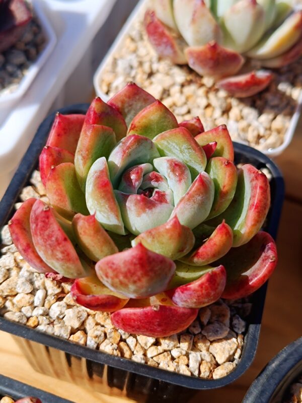 Echeveria City Shattan – Image 2