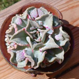 Echeveria Madiba Curly / Carunculated