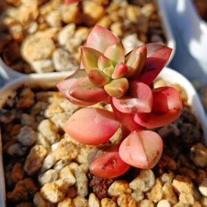 Sedeveria Black Beauty S