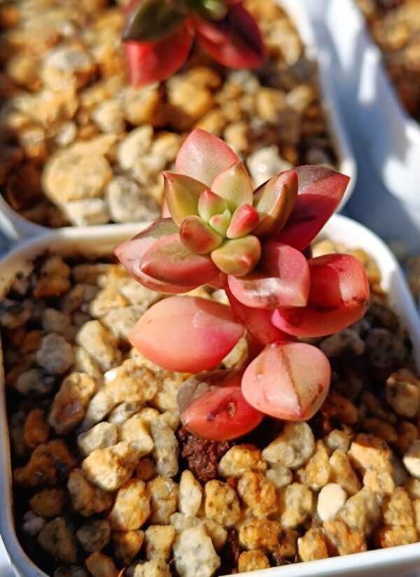 Sedeveria Black Beauty S