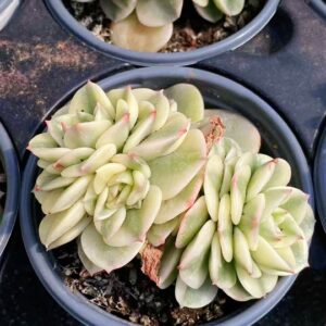 Sedeveria 'Rolly' Variegata cluster