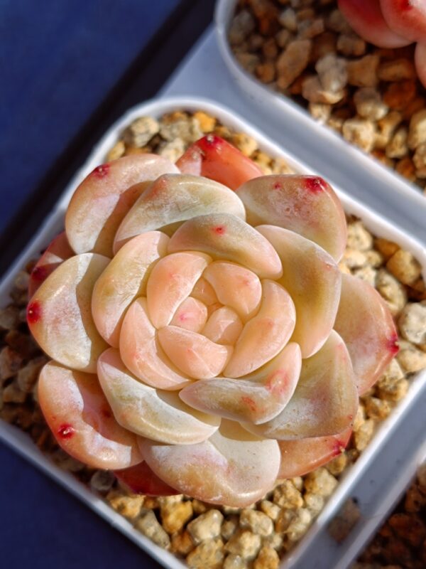 Echeveria Snow Tower