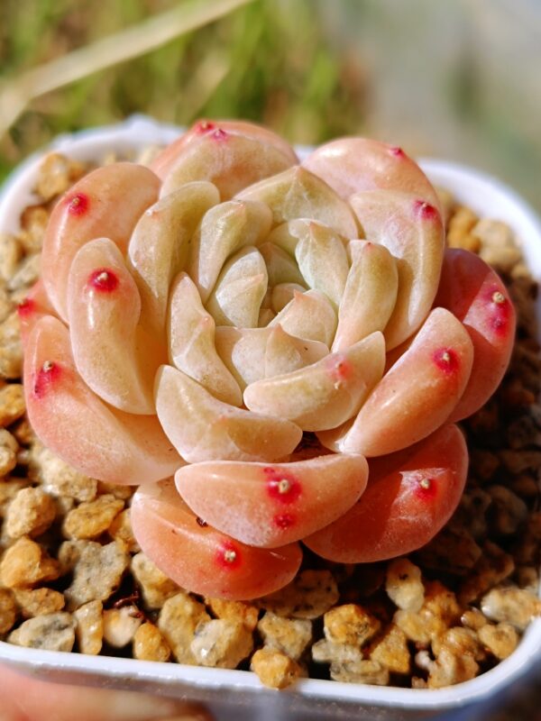 Echeveria Snow Tower – Image 2