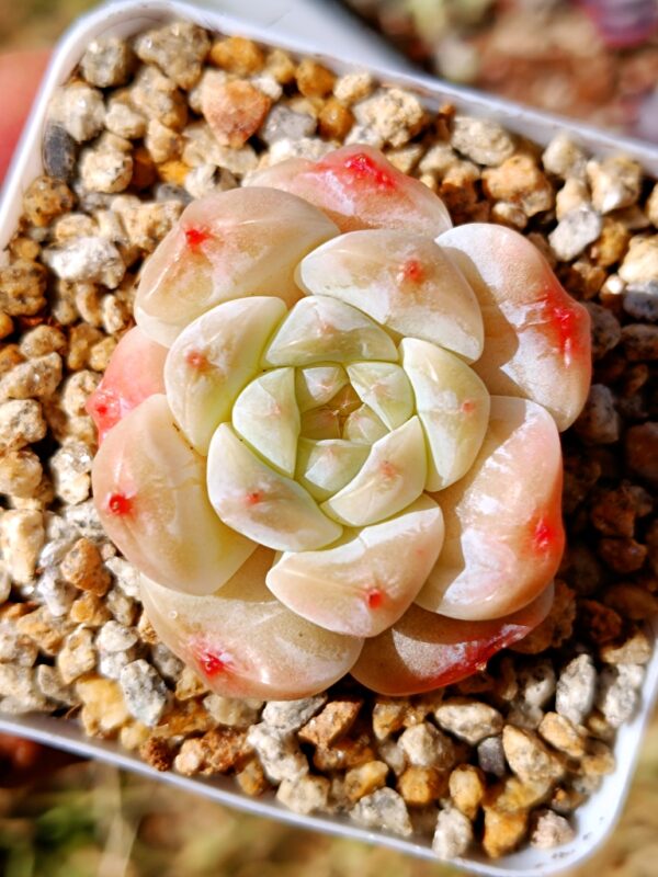 Echeveria Apparition SP