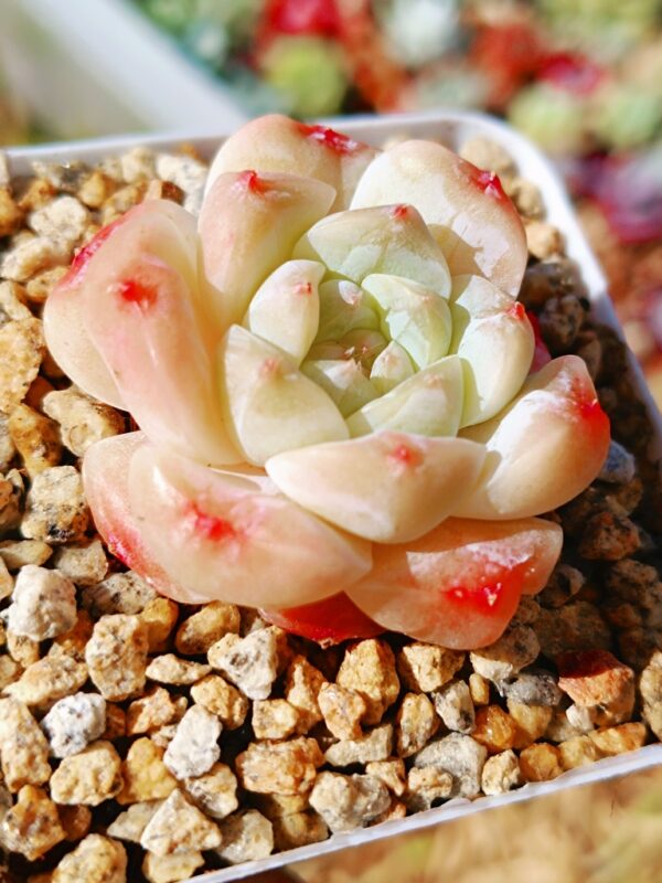 Echeveria Apparition SP – Image 2
