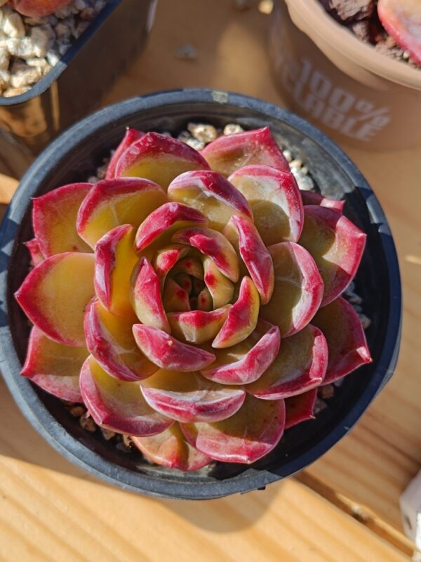 Echeveria Double Demon