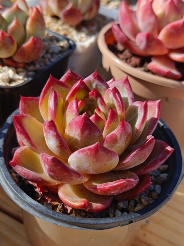 Echeveria Double Demon – Image 2