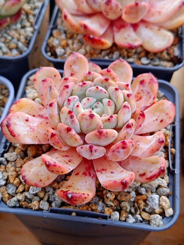 Echeveria Vyant L – Image 2