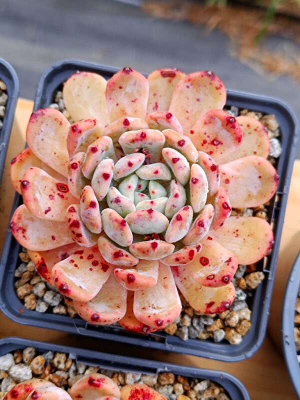 Echeveria Vyant L