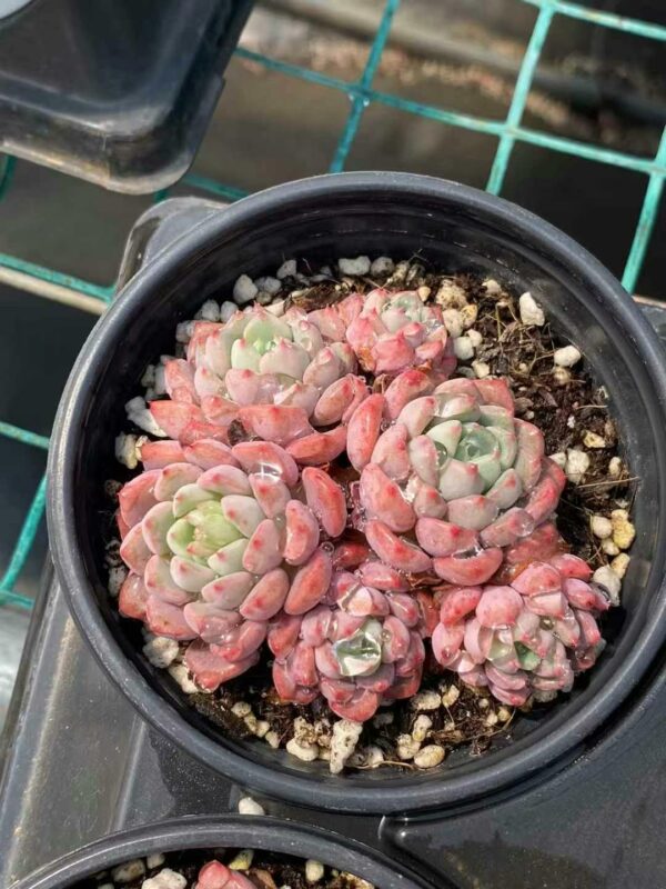 Echeveria Cute Bubble cluster – Image 2