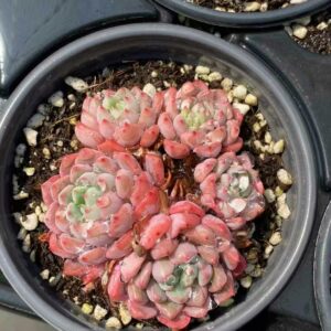 Echeveria Cute Bubble cluster