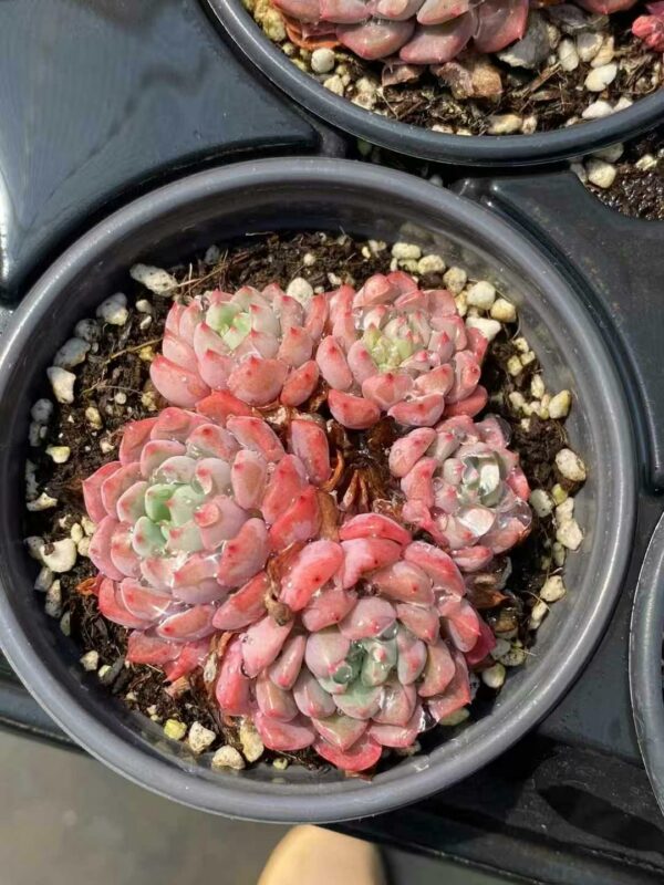 Echeveria Cute Bubble cluster
