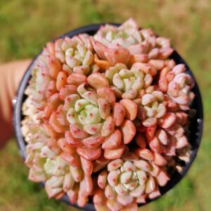 Echeveria Cute Bubble cluster