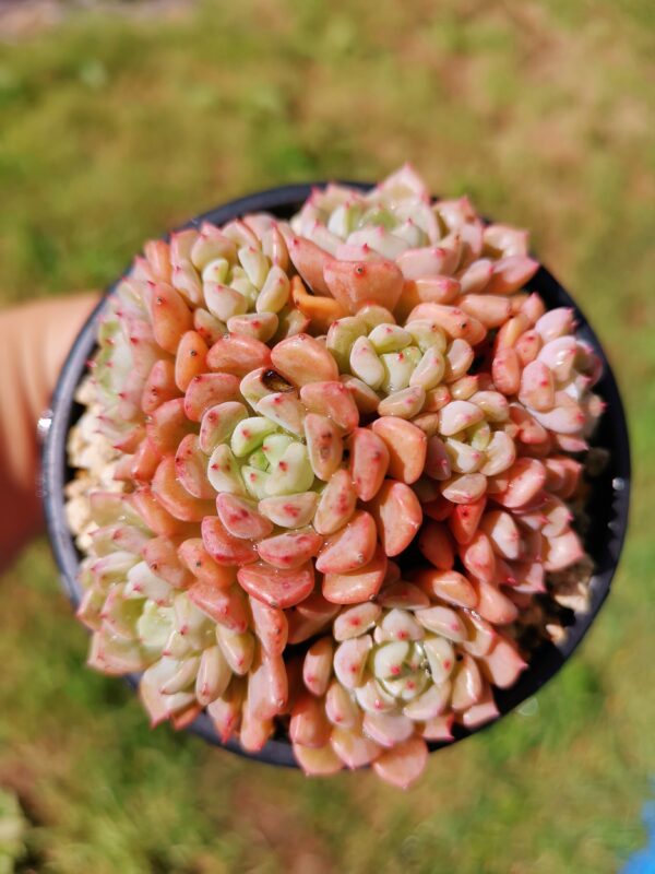 Echeveria Cute Bubble cluster