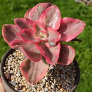 Echeveria Suyon Blue Variegata XL