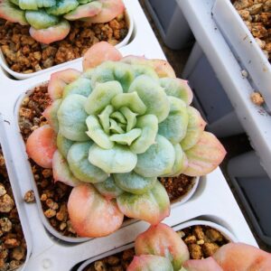 Echeveria Wedding Dress Bubbles variegata