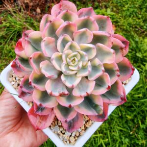 Echeveria No Trace of Tears variegata L