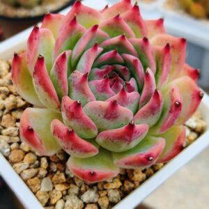 Echeveria Pink Elf