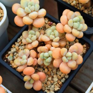 Graptosedum Rococo cluster