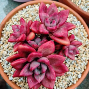 xPachyveria Hephaestus Cluster B