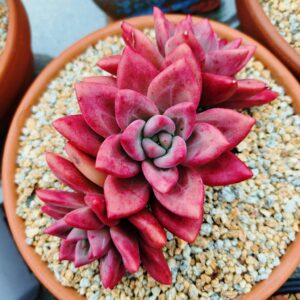 xPachyveria Hephaestus Cluster A