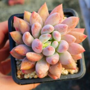 xPachyveria Angel's Finger