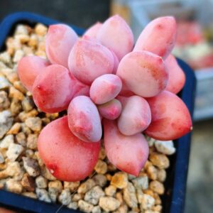 xPachyveria Sugar Baby