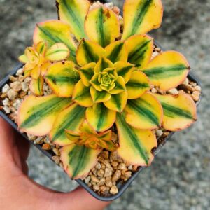 Aeonium Sun God
