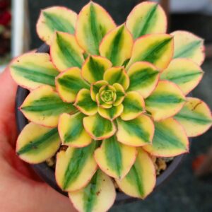 Aeonium Sun God avec bebe
