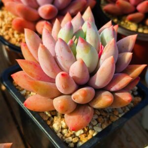 xPachyveria Angel's Finger