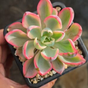 Echeveria No Trace of Tears variegata