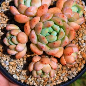 Echeveria Wang Shu cluster