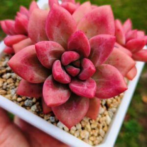 xPachyveria Hephaestus Cluster