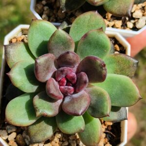 Echeveria Black Beauty