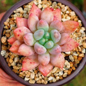 xPachyveria Angel's Finger