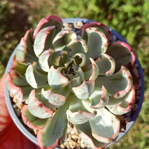 Echeveria No Trace of Tears variegata L