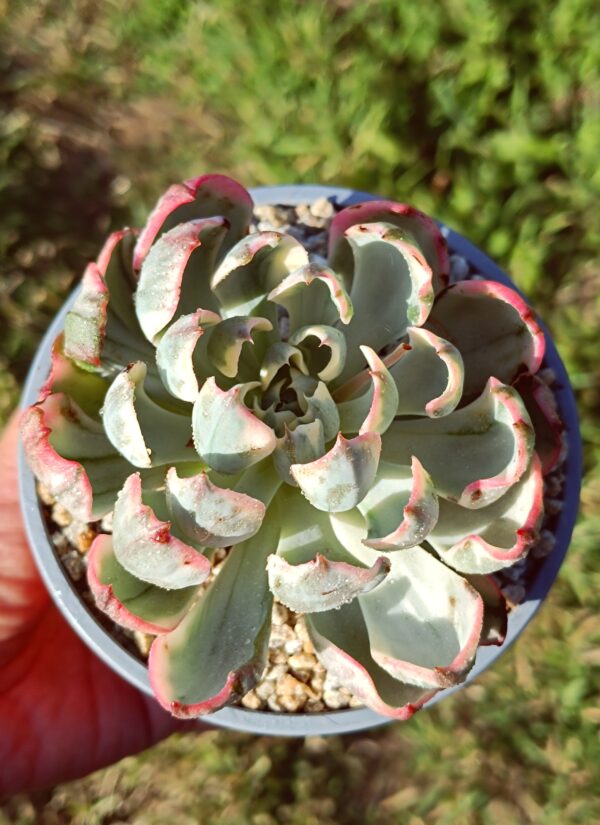Echeveria No Trace of Tears variegata L