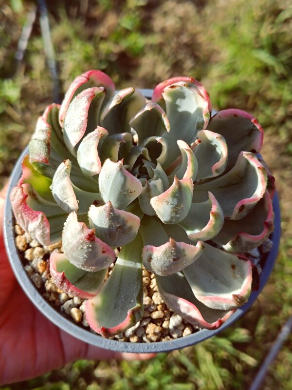 Echeveria No Trace of Tears variegata L – Image 2
