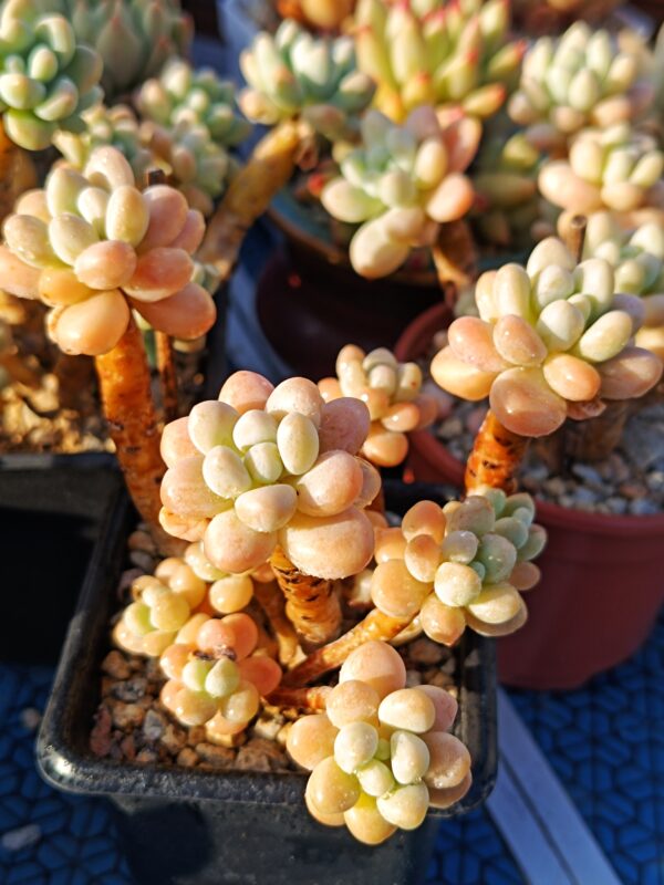 Graptosedum Cute Shell – Image 2